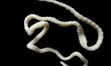 kako odstraniti parazita cestode iz telesa