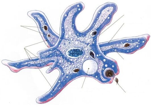 struktura protozojskih parazitov